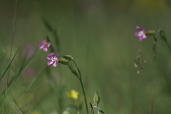 Conoimorpha