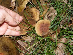 Hortiboletus bubalinus