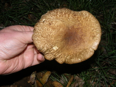 Hortiboletus bubalinus