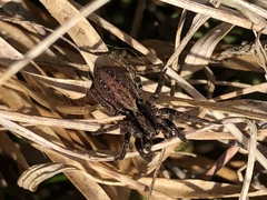 Alopecosa pulverulenta