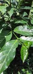 Afrocanthium keniense