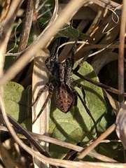 Alopecosa pulverulenta