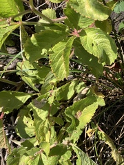 Cyphostemma lanigerum