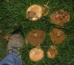 Hortiboletus bubalinus