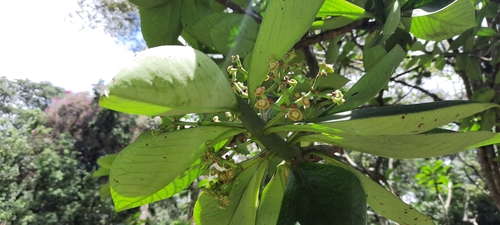 Euphorbia bicompacta image