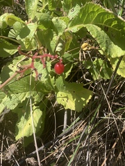 Cyphostemma lanigerum