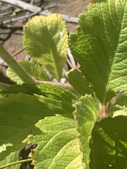 Cyphostemma lanigerum