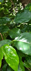 Afrocanthium keniense