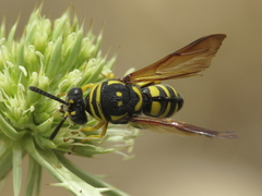 Leucospis gigas