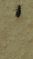 Microlestes