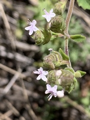 Aeollanthus buchnerianus