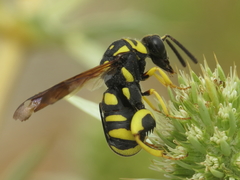 Leucospis gigas