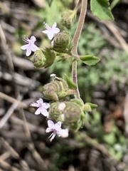Aeollanthus buchnerianus