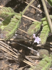 Aeollanthus buchnerianus