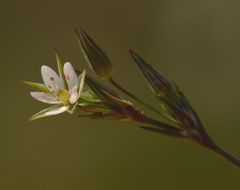 Sabulina tenuifolia