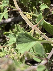 Aeollanthus buchnerianus