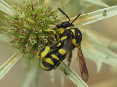 Leucospis gigas