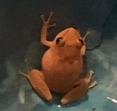 Eleutherodactylus coqui