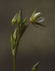 Sabulina tenuifolia