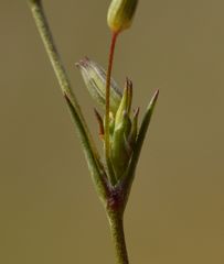 Sabulina tenuifolia