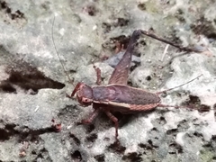 Lebinthus lanyuensis