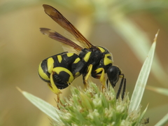 Leucospis gigas