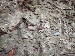 Lebinthus lanyuensis