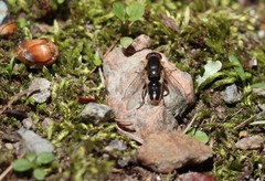 Anasimyia bilinearis