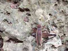 Lebinthus lanyuensis