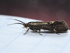 Esperia sulphurella