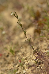 Sabulina tenuifolia