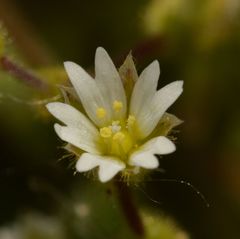 Cerastium pumilum