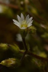 Cerastium pumilum