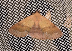 Ophyx ochroptera