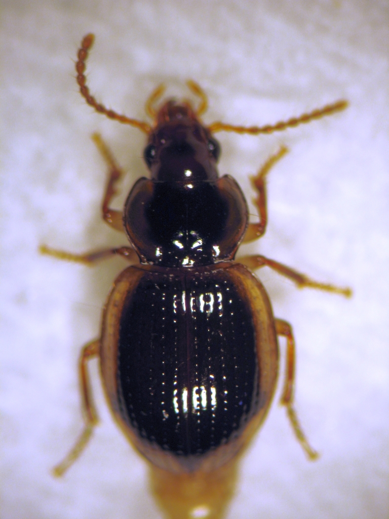 Trichopsida