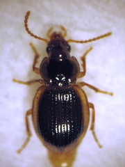Trichopsida pretiosa