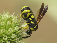 Leucospis intermedia