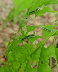 Periclista marginicollis