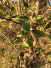 Dovyalis caffra