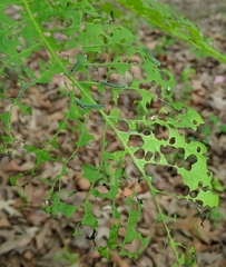 Periclista marginicollis