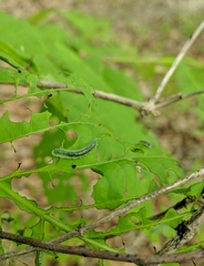 Periclista marginicollis
