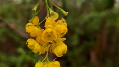 Berberis vulgaris
