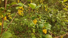 Berberis vulgaris