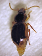 Trichopsida pretiosa