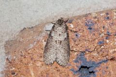 Lepidoscia euryptera