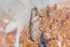 Lepidoscia euryptera