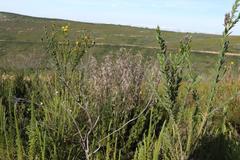 Thamnochortus cinereus