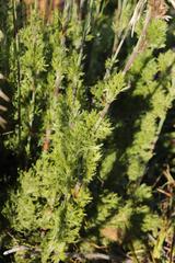 Thamnochortus cinereus