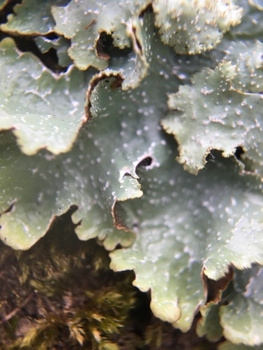 rough speckled shield lichen