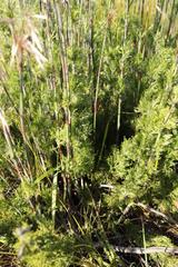 Thamnochortus cinereus